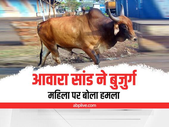 Baghpat News: बागपत में आवारा सांड का 68 साल की बुजुर्ग महिला पर हमला, कई बार हवा में उछालकर पटका Baghpat News: बागपत में आवारा सांड का 68 साल की बुजुर्ग महिला पर हमला, कई बार हवा में उछालकर पटका