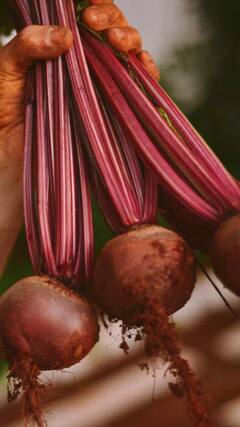 Health Tips : निरोगी शरीरासाठी वाचा बिटाचे आश्चर्यकारक फायदे; 'असा' करा वापर