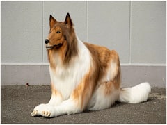 Viral video: 12 லட்சம் செலவு.. உண்மையான நாயாக மாறிய மனிதர்- வைரல் வீடியோ !