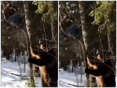 Grizzly bear Attack: जंगल में शख्स की जान का दुश्मन बना भारी भरकम ग्रिजली भालू, वीडियो देख कांप जाएगी रूह