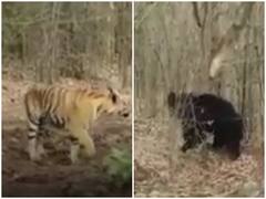 Watch: जब गुस्सैल भालू ने किया बाघ का पीछा, जान बचाकर भागता दिखा शिकारी जानवर 