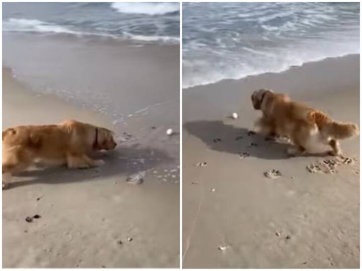 Watch: अपनी गेंद को समुद्री लहरों से बचाता दिखा डॉगी, मासूमियत ने जीता यूजर्स का दिल Doggy innocence while protecting his ball from sea waves won the hearts of the users Watch: अपनी गेंद को समुद्री लहरों से बचाता दिखा डॉगी, मासूमियत ने जीता यूजर्स का दिल