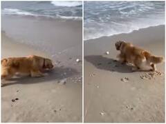 Watch: अपनी गेंद को समुद्री लहरों से बचाता दिखा डॉगी, मासूमियत ने जीता यूजर्स का दिल