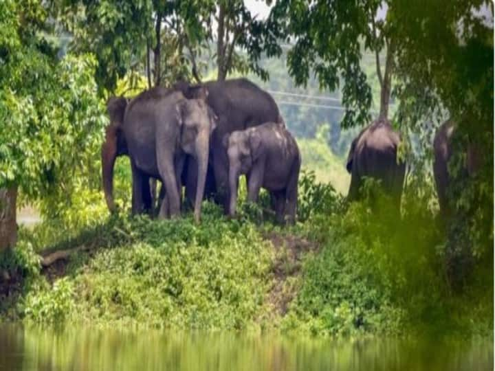 If you are fond of watching wildlife, then do not forget to visit these National Parks of Maharashtra. Maharashtra: वाइल्ड लाइफ देखने का है शौक तो महाराष्ट्र के इन नेशनल पार्क में जाना बिल्कुल न भूलें