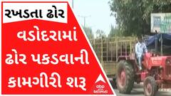 વડોદરામાં રખડતા ઢોર મુદ્દે અંતે કોર્પોરેશનની ઉંઘ ઉડી, ઢોર પકડવાની કામગીરી શરૂ