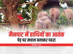 Sarguja News: छत्तीसगढ़ के मैनपाट में हाथियों का आतंक, पेड़ पर मचान बनाकर पूरी रात पहरा देने को ग्रामीण मजबूर