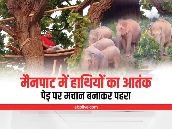 Sarguja News villagers forced to guard by building a watch tower on tree because terror of elephants in mainpat in Chhattisgarh ann Sarguja News: छत्तीसगढ़ के मैनपाट में हाथियों का आतंक, पेड़ पर मचान बनाकर पूरी रात पहरा देने को ग्रामीण मजबूर