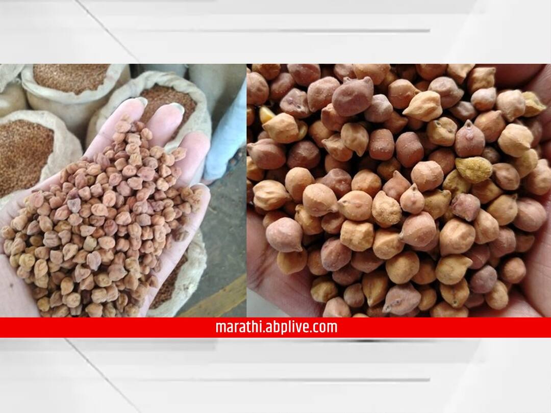 Maharashtra News Thousands of farmers in the state have stopped buying gram after the target was achieved Maharashtra News : राज्यात हजारो शेतकऱ्यांचा हरभरा पडून, उद्दीष्ट पूर्ण झाल्याने हरभरा खरेदी थांबवली