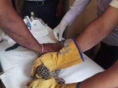 Bulandshahr Cub Rescue: दो महीने के शावक को अच्छा इलाज न मिलने पर बिगड़ी हालत, वन विभाग की टीम मां की तलाश में जुटी