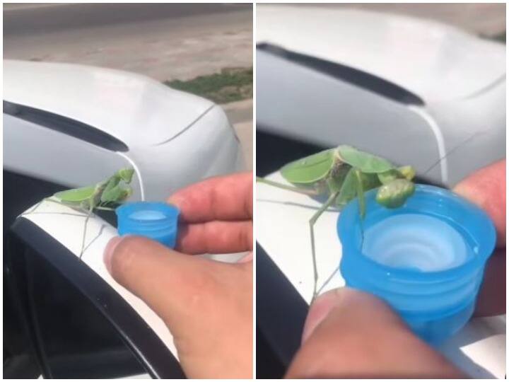 The man gave water to the grass hopper who was suffering from thirst in summer Watch: गर्मी में पानी के लिए तरस रहे ग्रास हॉपर की शख्स ने ऐसी की मदद, वीडियो वायरल