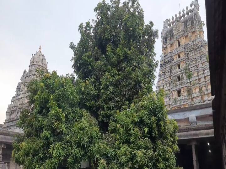 Kanchipuram Ekambaranathar Temple 3500 year old mango tree at the  in beginning to bear mangoes with 4 flavors காய்க்கத் தொடங்கிய காஞ்சிபுரம் கோயில் ‛ஸ்தல விருட்ச’ மா மரம்: 3500 வயதிலும் அதே 4 சுவைகள்!