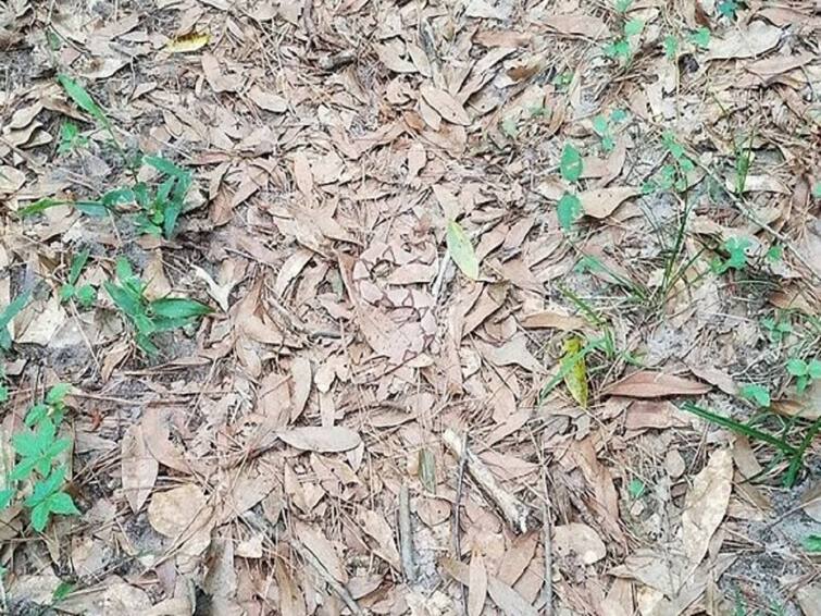 Can YOU spot the deadly snake lurking among leaves on this forest floor optical illusion Optical Illusion: পাতার মধ্যেই মিশে রয়েছে বিষধর সাপ! খুঁজে না পেলেই চরম বিপদের আশঙ্কা