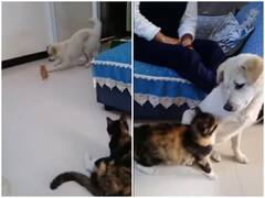 Watch: बच्चे के साथ खेल रहे डॉगी पर मां ने किया हमला, गलती पता चलने पर बिल्ली ने मांगी माफी