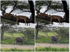 Watch: पेड़ की डाल पर सोते दिखा शेरों का दल, हैरान कर रहा वीडियो 