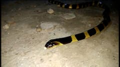 National Medical: সাপের কামড়ের চিকিৎসায় ট্যাবলেট, প্রথম ট্রায়ালে সফল ন্যাশনাল মেডিক্যাল।Bangla News