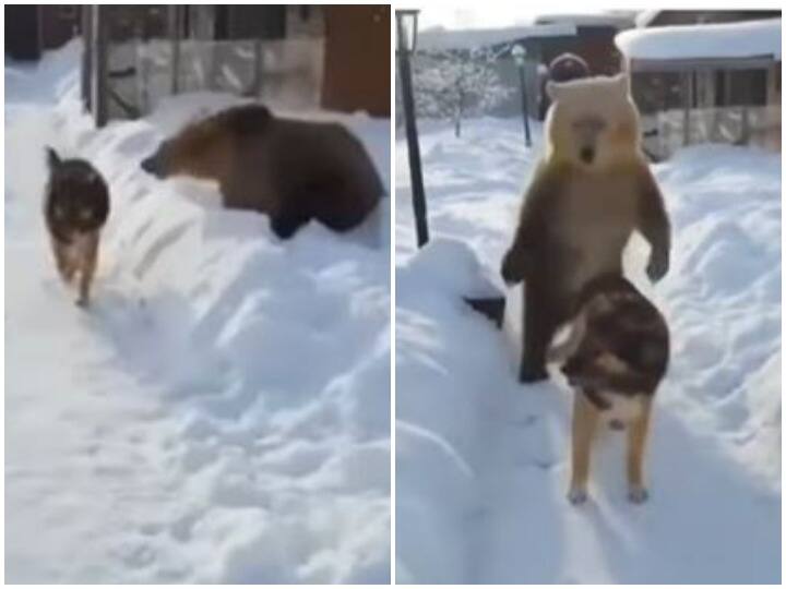 Watch: ग्रिजली भालू के बच्चे ने की कुत्ते को डराने की कोशिश, खुद ही दुम दबाकर भागा Grizzly bear Cub runs away after trying to scare dog Watch: ग्रिजली भालू के बच्चे ने की कुत्ते को डराने की कोशिश, खुद ही दुम दबाकर भागा