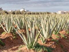 Business Idea: इस बिजनेस आइडिया के जरिए कमाएं 5 गुना तक मुनाफा! जानें इसे शुरू करने का तरीका