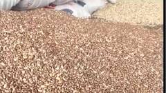 એરંડાના ભાવથી ખેડૂતો થયા ખુશ ખુશાલ, જાણો કેટલી કિંમતે થઇ રહ્યું છે વેચાણ