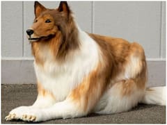 Trending News: शख्स को चढ़ा कुत्ता बनने का शौक, खर्च कर डाले लाखों रुपये