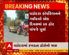 વડોદરામાં રખડતા ઢોરોનો ત્રાસ વધતા મનપા ફરી એક્સનમાં