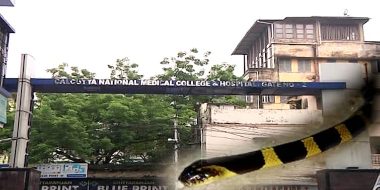 Calcutta National Medical college snakebite tablet trial run successful Snake Bite: সাপে কাটা রোগীর চিকিত্‍সায় আশার আলো, ন্যাশনাল মেডিক্যালে ট্রায়ালে প্রথম প্রয়োগ সফল