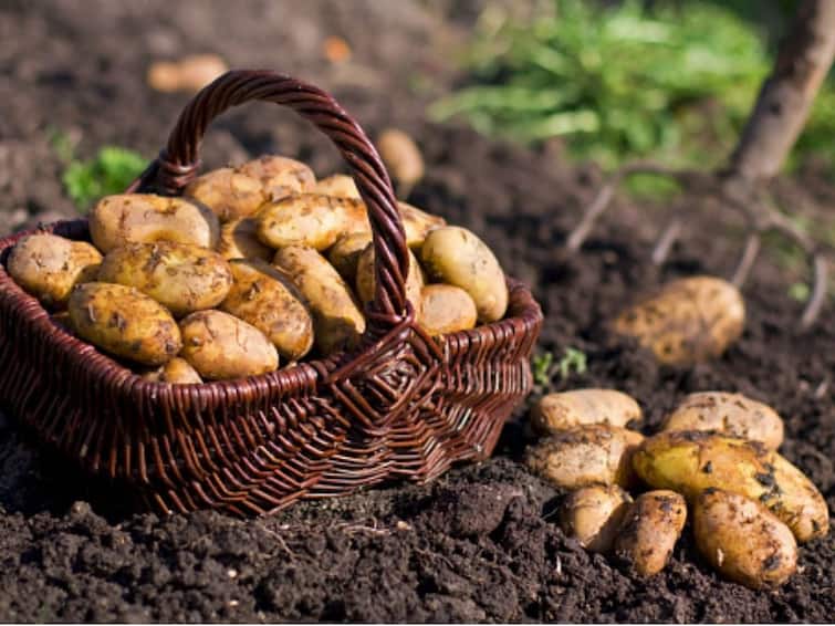 Bioplastics From Potatoes? Special Tech That Modifies Starch In Them Can Make It Possible: Study
