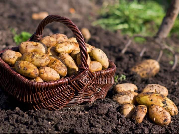Bioplastics From Potatoes? Special Tech That Modifies Starch In Them Can Make It Possible Says Study Bioplastics From Potatoes? Special Tech That Modifies Starch In Them Can Make It Possible: Study