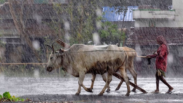 Pre-monsoon rains will have a two-way impact on agriculture Pre Monsoon Rain: धान-मक्की के लिये संजीवनी है प्री-मानसून बारिश, आम के तैयार बागों पर पड़ेगा बुरा असर