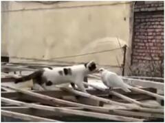 Watch: बिल्ली को हुआ कबूतर से प्यार, यूजर्स ने लगाई रिएक्शन की भरमार