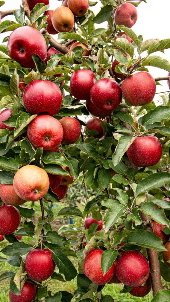 आयरन युक्त भोजन: लाल फलों में आयरन की कमी को दूर करने की क्षमता होती है