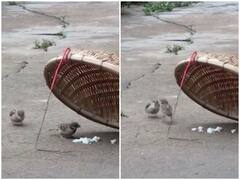 Watch: पार्टनर को खतरे से बचाने के लिए पक्षी ने उठाया जोखिम, पेश की प्यार की अनूठी मिसाल