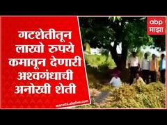 Nanded Agriculture Success story : नांदेडमधील शेतकऱ्यांचा अश्वगंधा शेतीचा अनोखा प्रयोग : ABP Majha