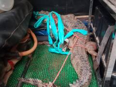 Bastar News: इंद्रावती नदी के तटों पर मगरमच्छ दिखने से लोगों में दहशत, एक को पकड़कर वन विभाग को सौंपा