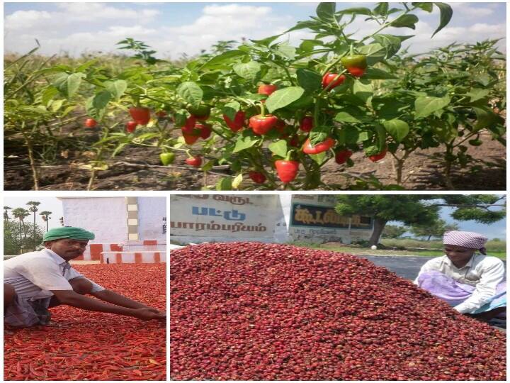 விளாத்திகுளம், புதூர் பகுதி மிளகாய் வற்றல்களுக்கு குளிர்சாதன வசதியுடன் கூடிய குடோன்கள் அமைக்க கோரிக்கை