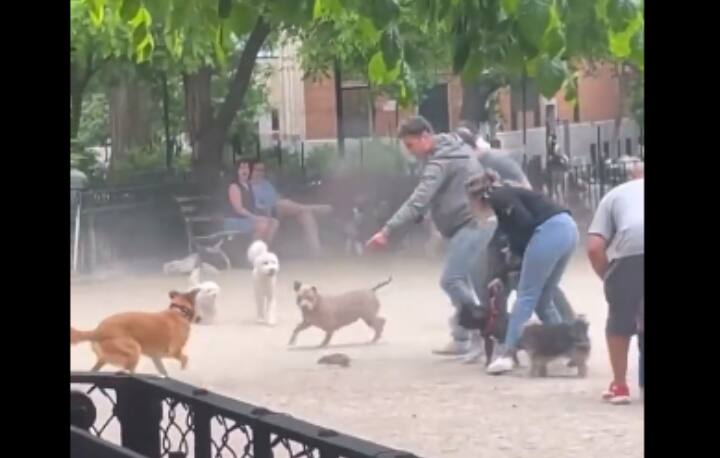a rat surrounded by many dogs in a park of Newyork Viral Video: कुत्तों के बीच घिरा अकेला चूहा, न्यूयॉर्क के पार्क का वीडियो हुआ वायरल 