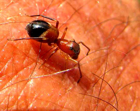 Money spider, ant-mimicking spider discovered at Wayanad Wildlife Sanctuary Money Spider : வாவ்.. இப்படி ஒன்னு இருக்கா? எறும்பா? எட்டுக்கால் பூச்சியா?.. கேரளாவில் கண்டுபிடிக்கப்பட்ட பணச்சிலந்தி..