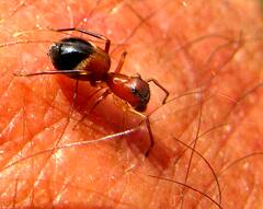 Money Spider : வாவ்.. இப்படி ஒன்னு இருக்கா? எறும்பா? எட்டுக்கால் பூச்சியா?.. கேரளாவில் கண்டுபிடிக்கப்பட்ட பணச்சிலந்தி..