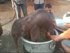 Panna Tiger Reserve: पन्ना टाइगर रिजर्व से आई खुशखबरी, केनकली नाम की हथिनी ने दिया नर बच्चे को जन्म, हाथियों की संख्या हुई 16