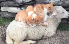 Trending Video: बिल्ली के बच्चों और भेड़ की ऐसी Tuning देखकर आप भी हो जायेंगे हैरान, वीडियो देखें