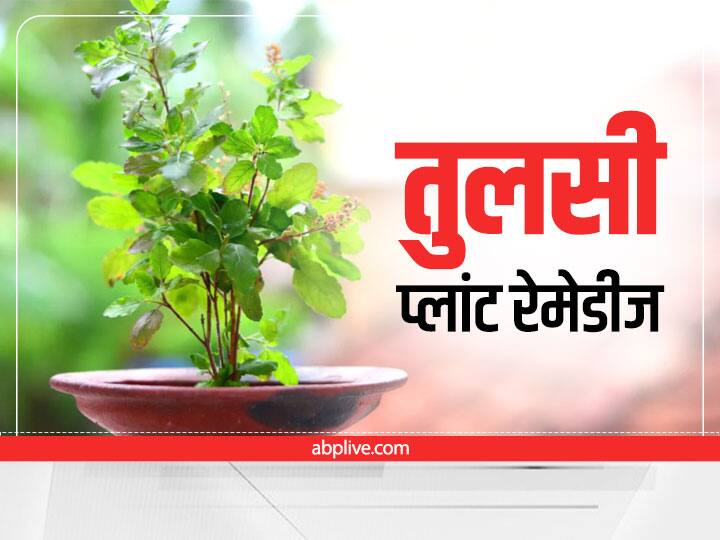 know the reason of not offering water to tulsi plant on this days Vastu Tips For Tulsi: इस दिन भूलकर भी ना दें तुलसी में जल, नहीं तो रूठ जाती हैं मां लक्ष्मी