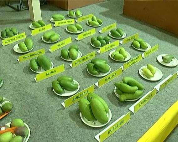 ગાંધીનગરમાં નેશનલ મેંગો ફેસ્ટિવલનું ઉદ્ઘાટન, ત્રણ દિવસ સુધી ચાલશે ફેસ્ટિવલ