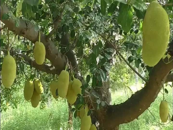 Jack Fruit Dharmapuri Farmers Happy about the yield தருமபுரி : பட்டாசாக பலாப்பழம் விளைச்சல்.. கொத்துக் கொத்தாய் மகசூல்.. விவசாயிகள் மகிழ்ச்சி