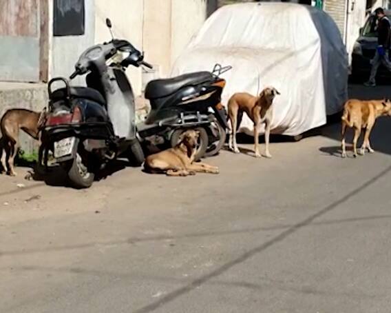 વડોદરા જિલ્લામાં રખડતા ઢોર બાદ હવે શ્વાનનો ત્રાસ, શ્વાનના હુમલામાં માસૂમ બાળકીનો અંગુઠો કપાઈ ગયો