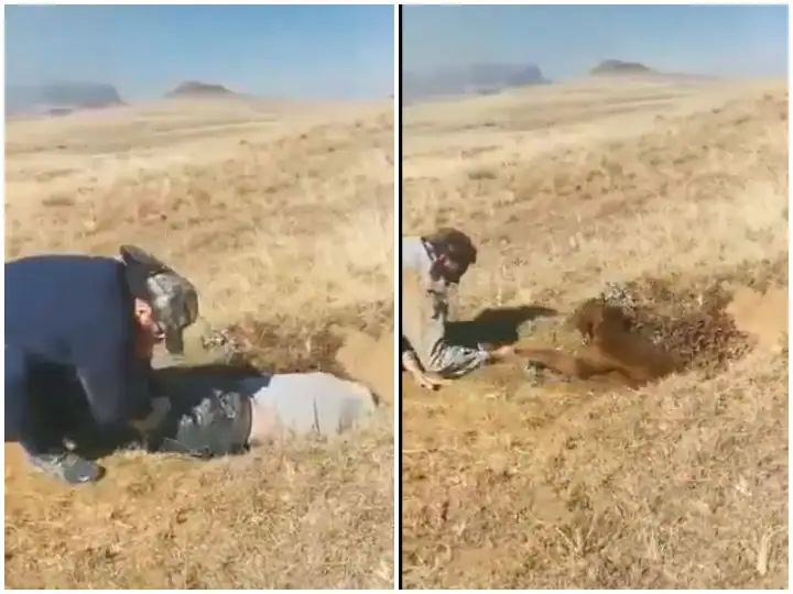 ਵੱਛੇ ਨੂੰ ਬਚਾਉਣ ਲਈ ਵਿਅਕਤੀ ਨੇ ਦਾਅ 'ਤੇ ਲਗਾ ਦਿੱਤੀ ਆਪਣੀ ਜ਼ਿੰਦਗੀ , ਇਨਸਾਨੀਅਤ ਦੀ ਮਿਸਾਲ ਕਾਇਮ ਕਰ ਰਿਹਾ ਇਹ ਵੀਡੀਓ 