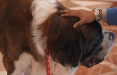 Trending Story: कुत्ते को मिली 5 स्टार होटल में नौकरी, होटल से मिलती है सैलरी भी