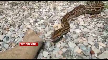 Jalpaiguri Dhupguri Villagers saves a python hand over to forest department Jalpaiguri News: জালে আটকে পড়ে ক্ষতবিক্ষত অজগর, উদ্ধার করলেন গ্রামবাসীরা