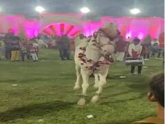 Nagpur : घोड्यानं लाथ मारली अन् होत्याचं नव्हतं झालं! मामाच्या वरातीत भाच्याचा दुर्देवी मृत्यू