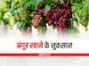 Grapes Side Effects: जरूरत से ज्यादा न करें अंगूर का सेवन, वरना हो सकती हैं ये समस्याएं