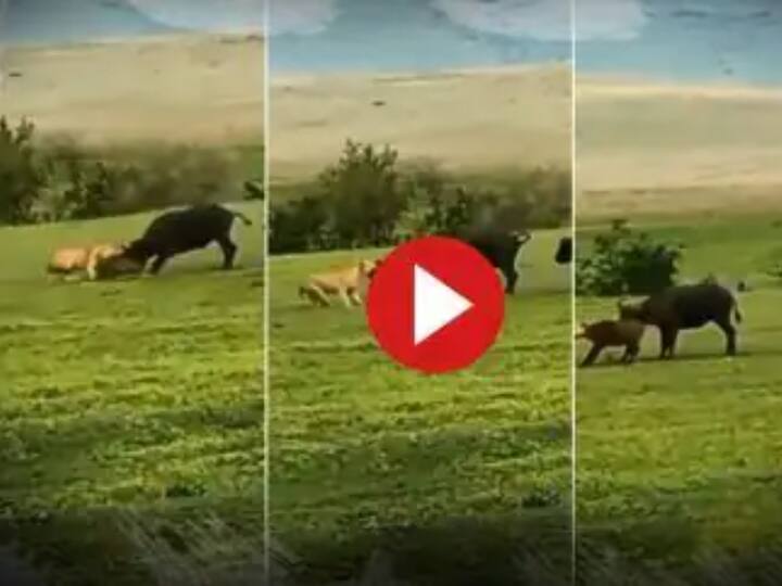 Viral Video Buffalo Herd Fights With Lioness To Get Their Calf Back Watch Watch Video: சிங்கத்தை அடித்து விரட்டும் காட்டெருமைக் கூட்டம்! கன்றைக் காக்கும் பாசப் போராட்டம்… வைரலாகும் வீடியோ!