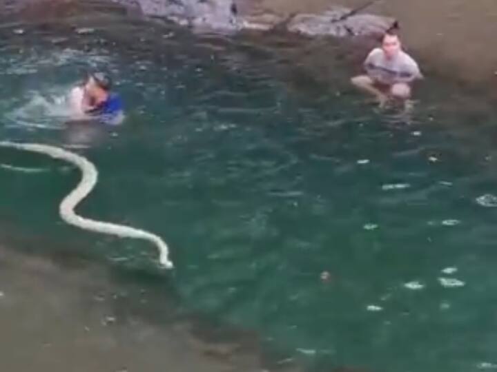 snake comes in river surrounded by people video goes viral Viral video: पानी में लोग कर रहे थे Enjoy, तभी आ गया बड़ा सांप, देखें क्या हुआ आगे 